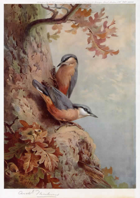 Archibald Thorburn Canvas Paintings page 5
